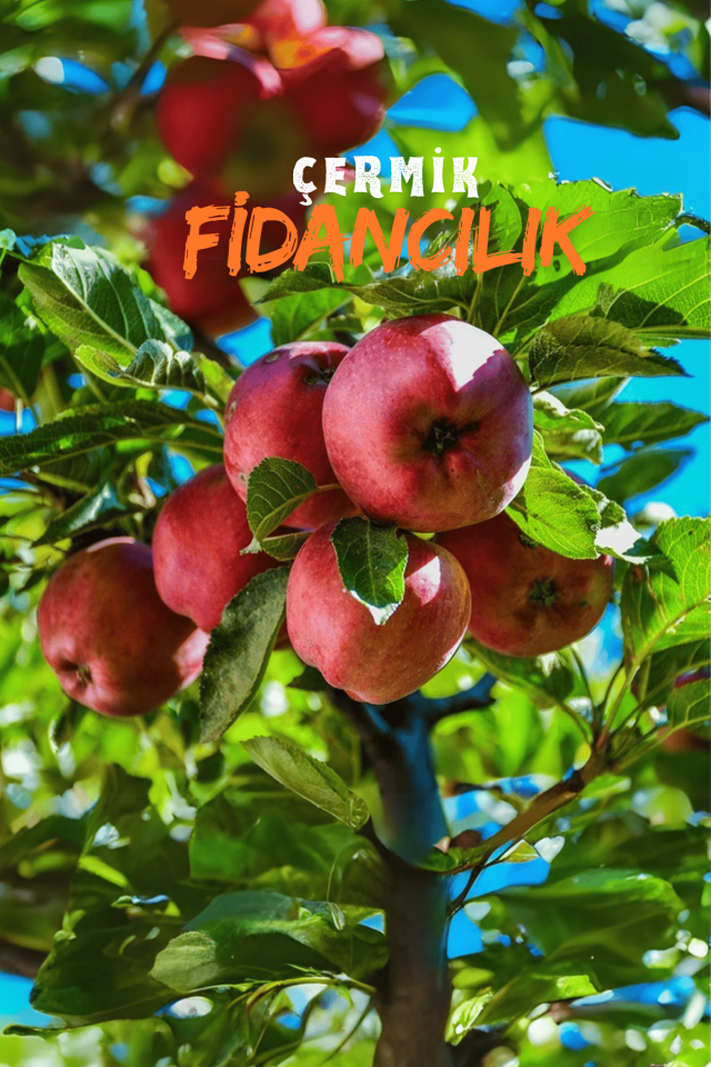 TÜPLÜ Kırmızı Elma Fidanı