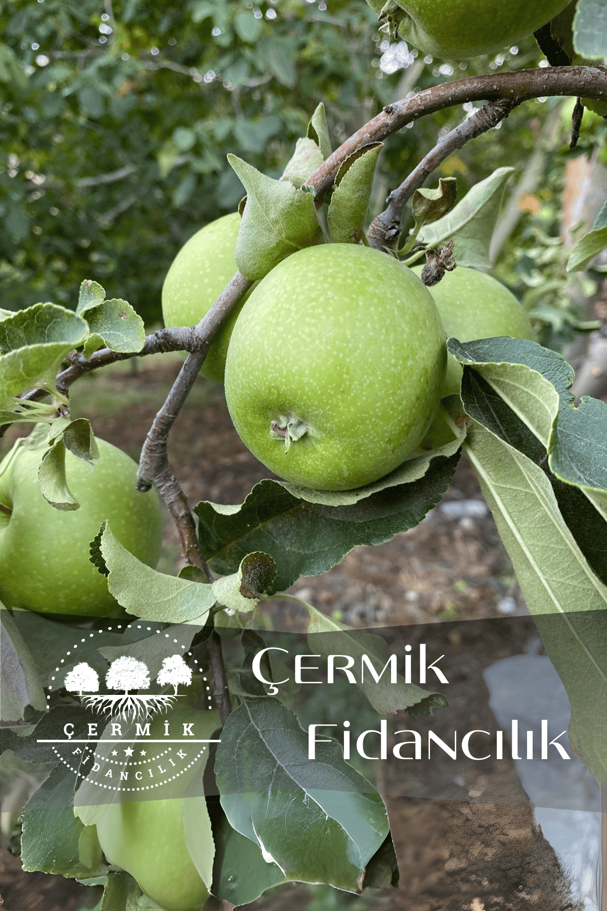 TÜPLÜ Yeşil Elma Fidanı