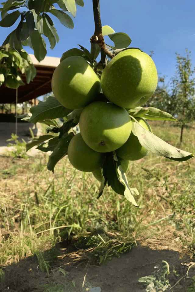 TÜPLÜ Yeşil Elma Fidanı
