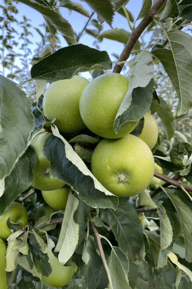 TÜPLÜ Yeşil Elma Fidanı