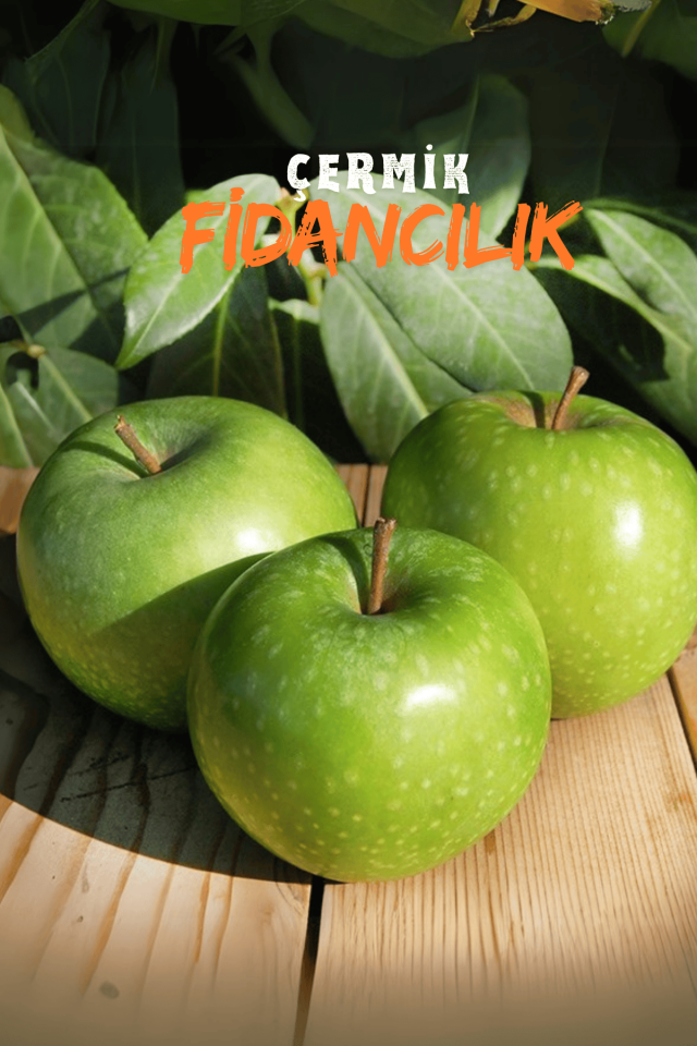 TÜPLÜ Yeşil Elma Fidanı