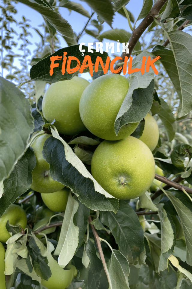 TÜPLÜ Yeşil Elma Fidanı