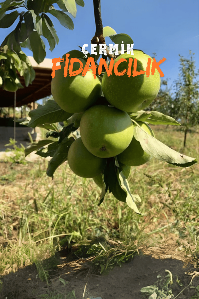 TÜPLÜ Yeşil Elma Fidanı