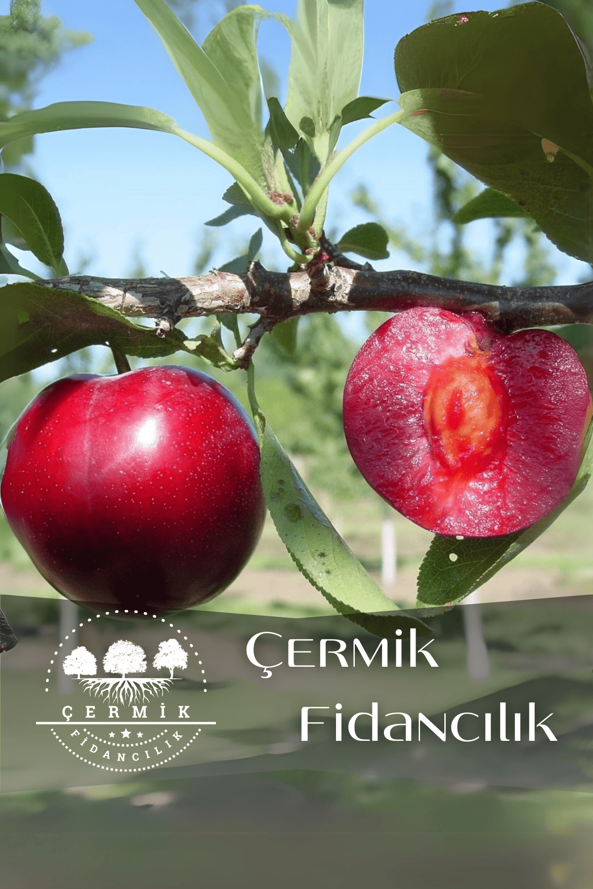 TÜPLÜ Kırmızı Erik Fidanı