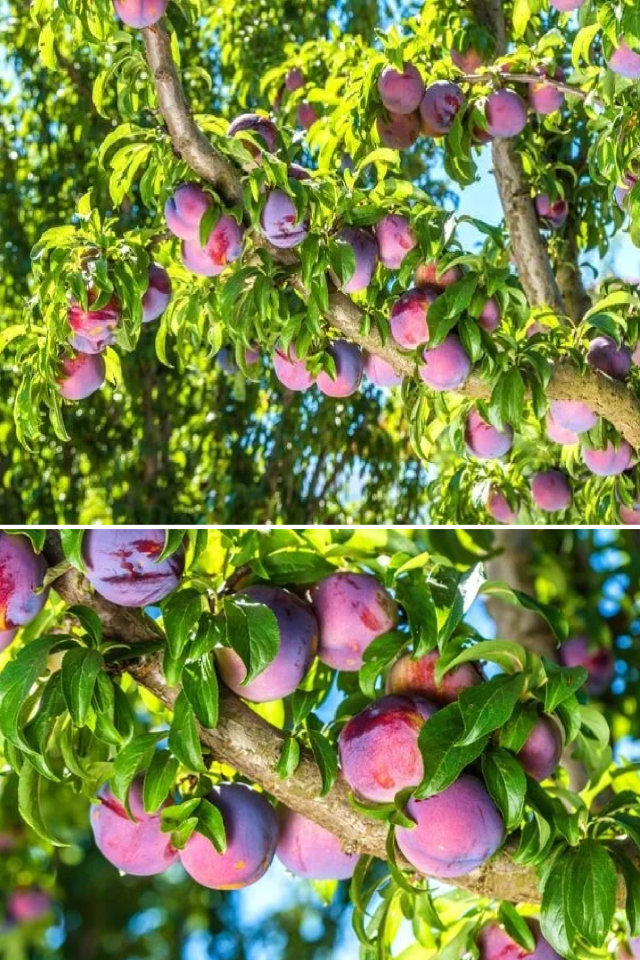 TÜPLÜ Kırmızı Erik Fidanı