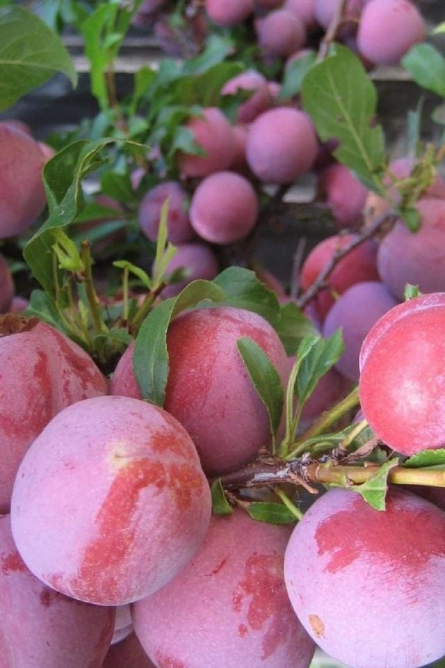 TÜPLÜ Kırmızı Erik Fidanı