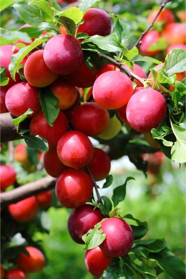 TÜPLÜ Kırmızı Erik Fidanı