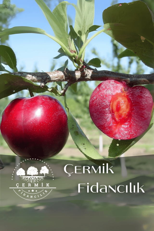 TÜPLÜ Kırmızı Erik Fidanı