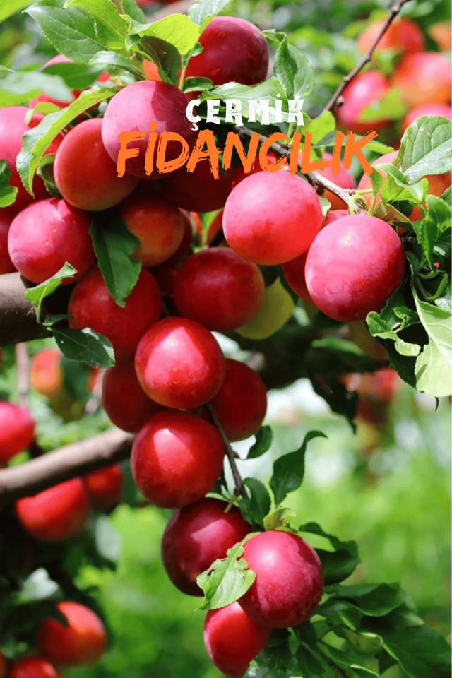 TÜPLÜ Kırmızı Erik Fidanı