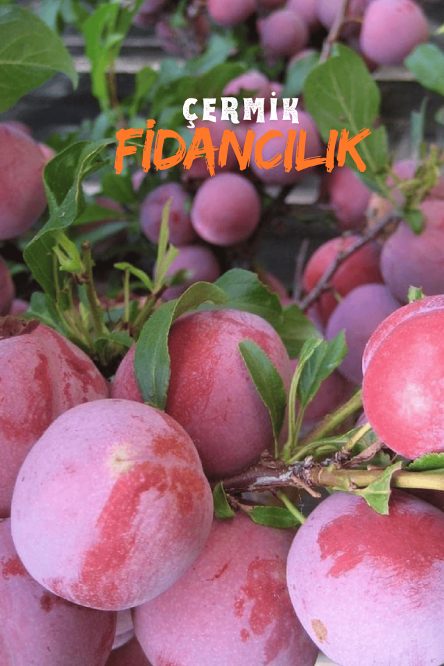 TÜPLÜ Kırmızı Erik Fidanı