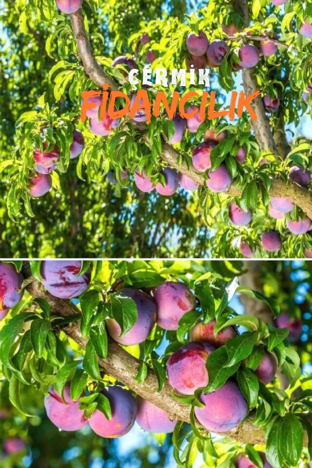 TÜPLÜ Kırmızı Erik Fidanı