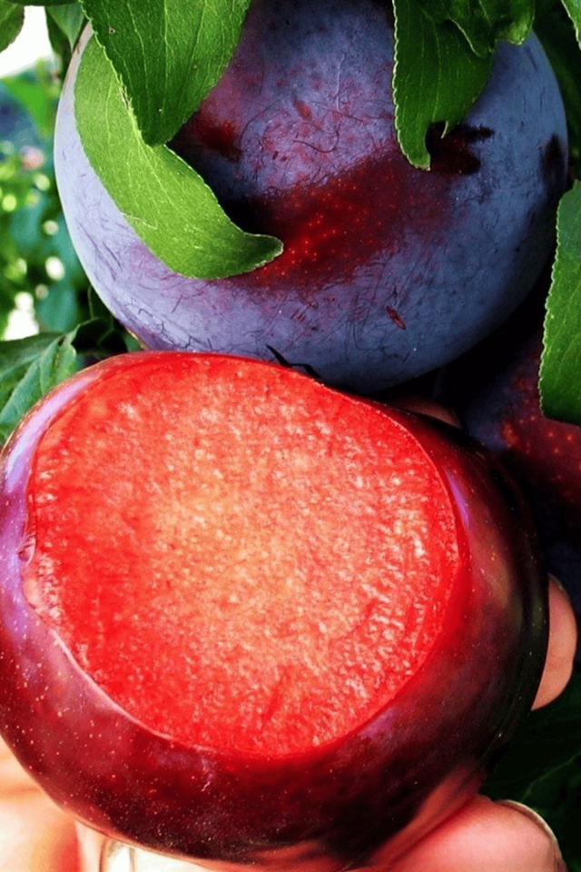 TÜPLÜ Siyah Erik Fidanı