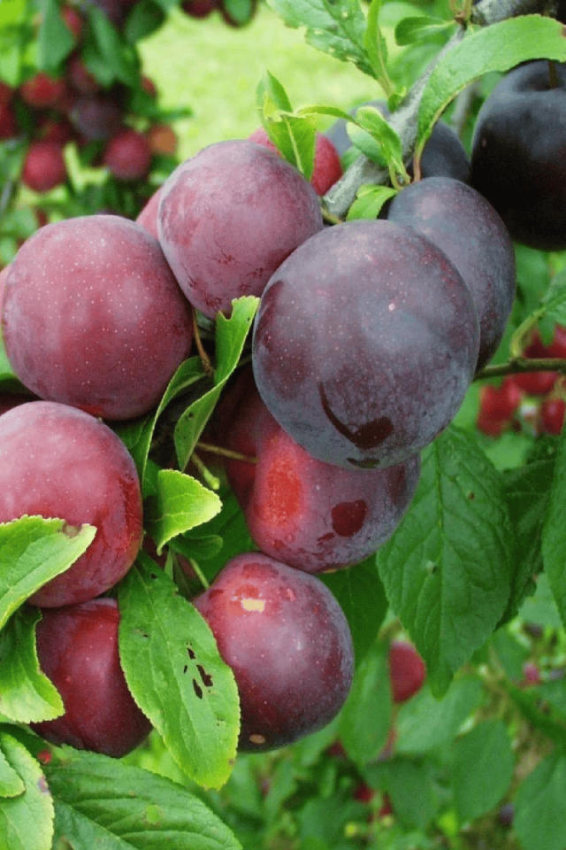 TÜPLÜ Siyah Erik Fidanı