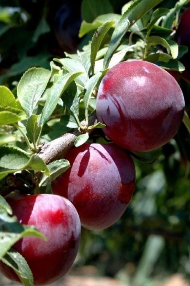 TÜPLÜ Siyah Erik Fidanı