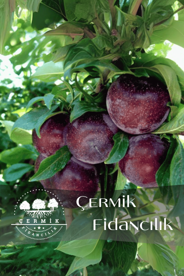 TÜPLÜ Siyah Erik Fidanı