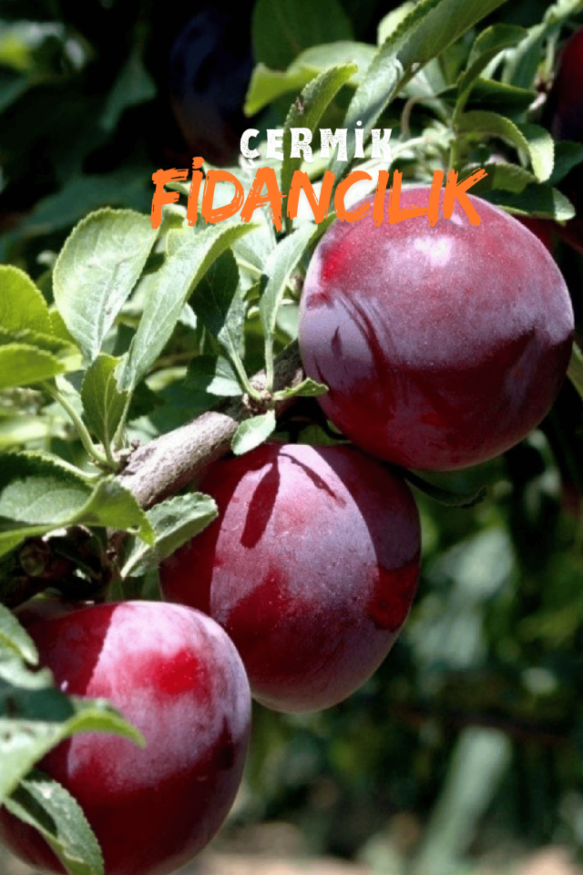 TÜPLÜ Siyah Erik Fidanı