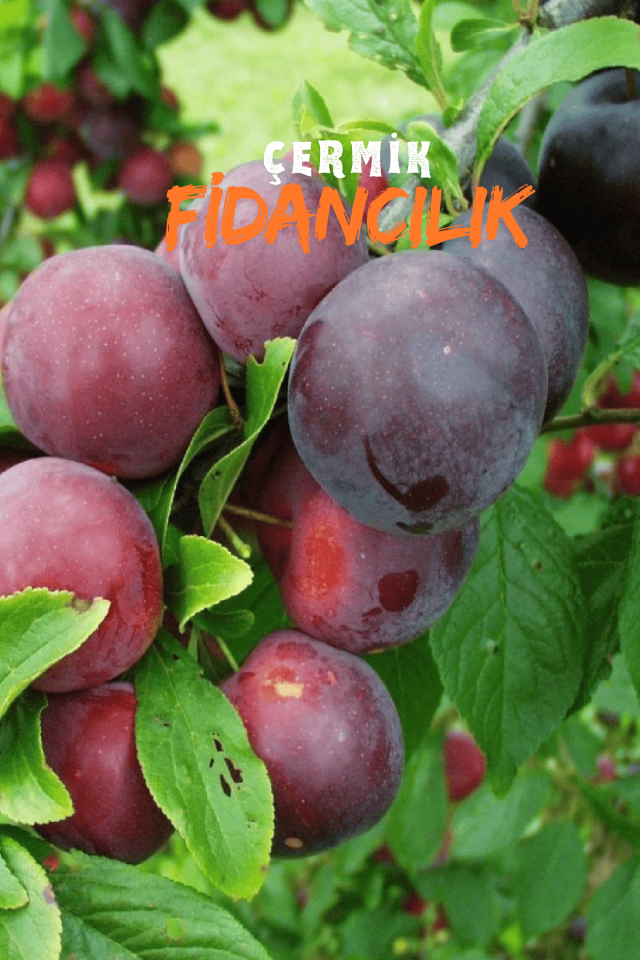 TÜPLÜ Siyah Erik Fidanı