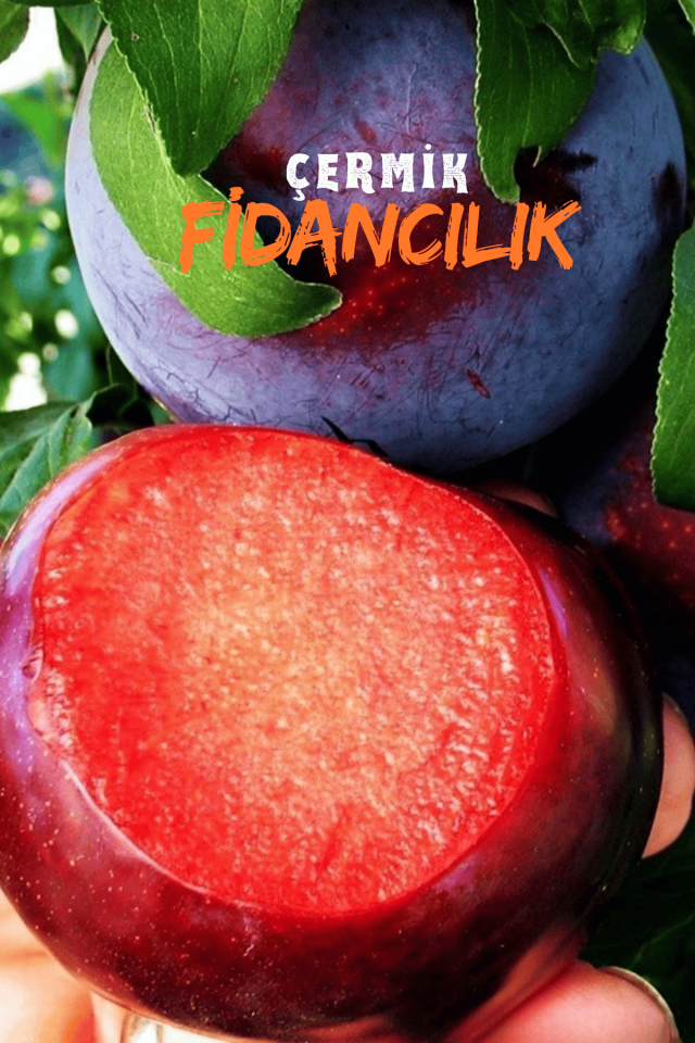 TÜPLÜ Siyah Erik Fidanı