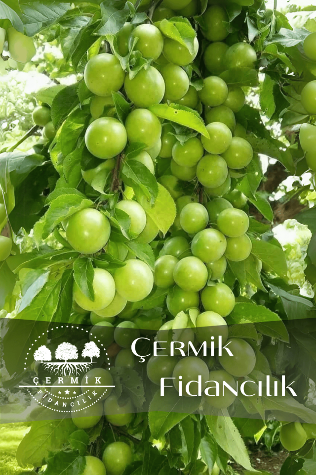 TÜPLÜ Yeşil Erik Fidanı 3 Yaş