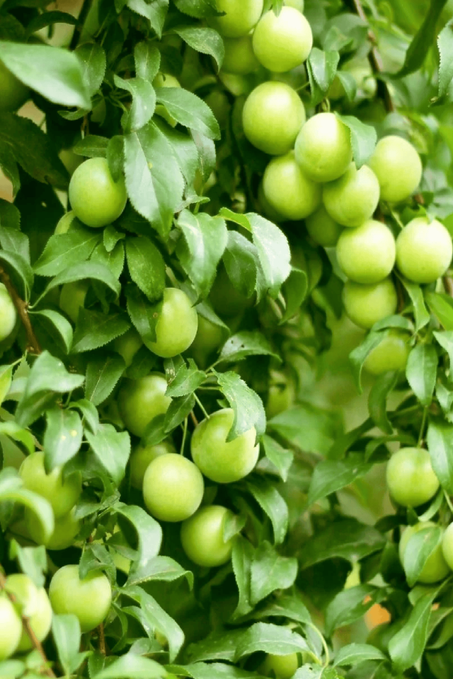 TÜPLÜ Yeşil Erik Fidanı 3 Yaş