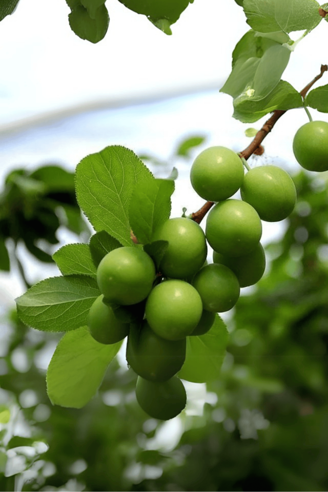 TÜPLÜ Yeşil Erik Fidanı 3 Yaş