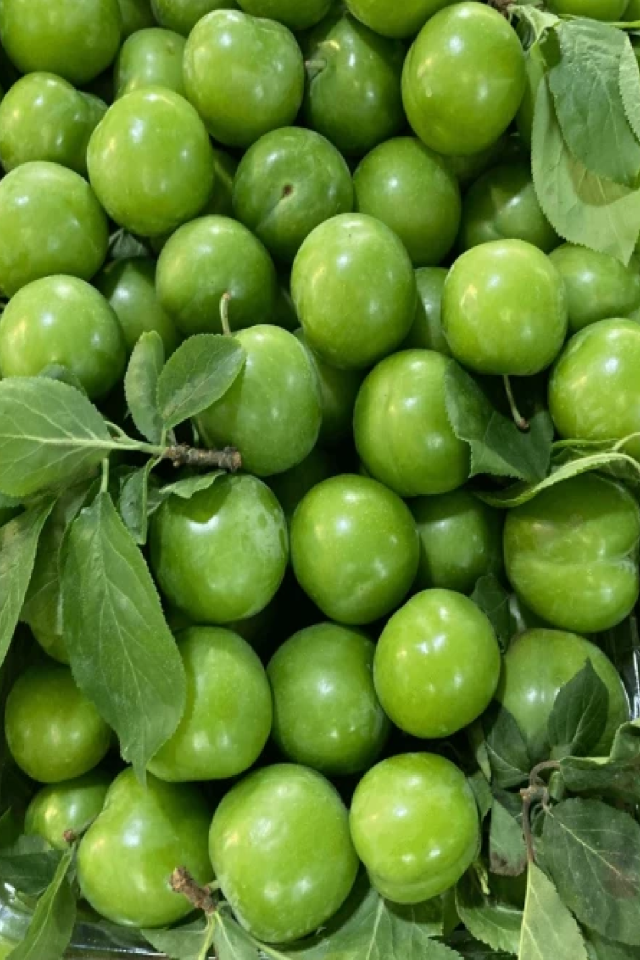 TÜPLÜ Yeşil Erik Fidanı 3 Yaş