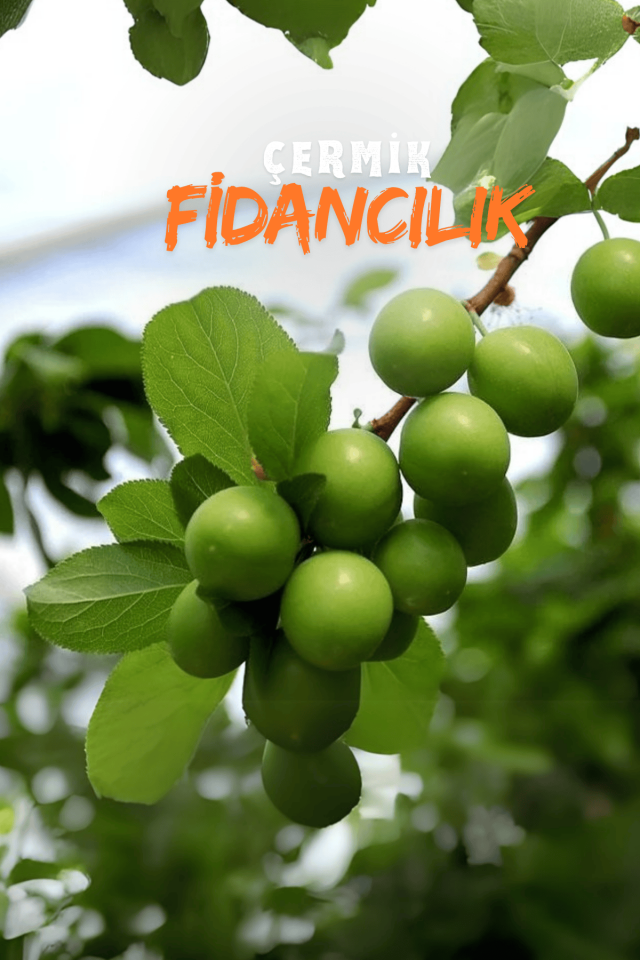 TÜPLÜ Yeşil Erik Fidanı 3 Yaş