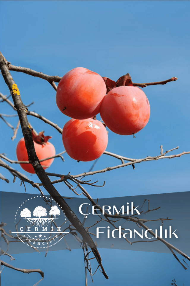 TÜPLÜ Trabzon Cennet Hurma Fidanı