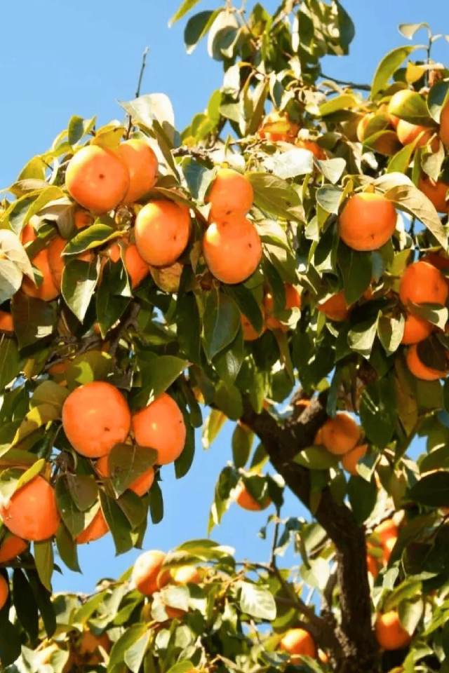 TÜPLÜ Trabzon Cennet Hurma Fidanı
