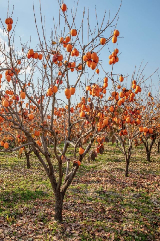 TÜPLÜ Trabzon Cennet Hurma Fidanı