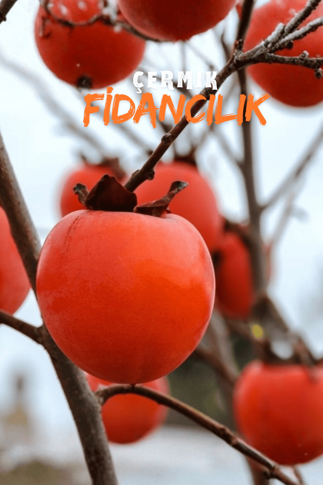 TÜPLÜ Trabzon Cennet Hurma Fidanı