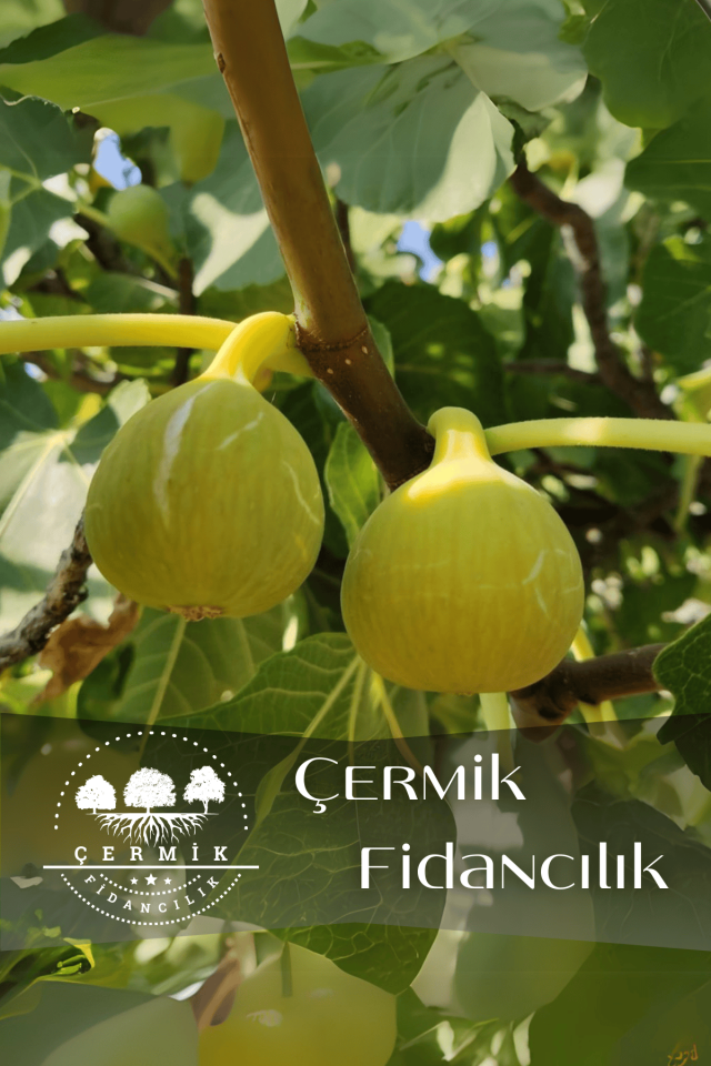 TÜPLÜ Bursa Sarı İncir Fidanı