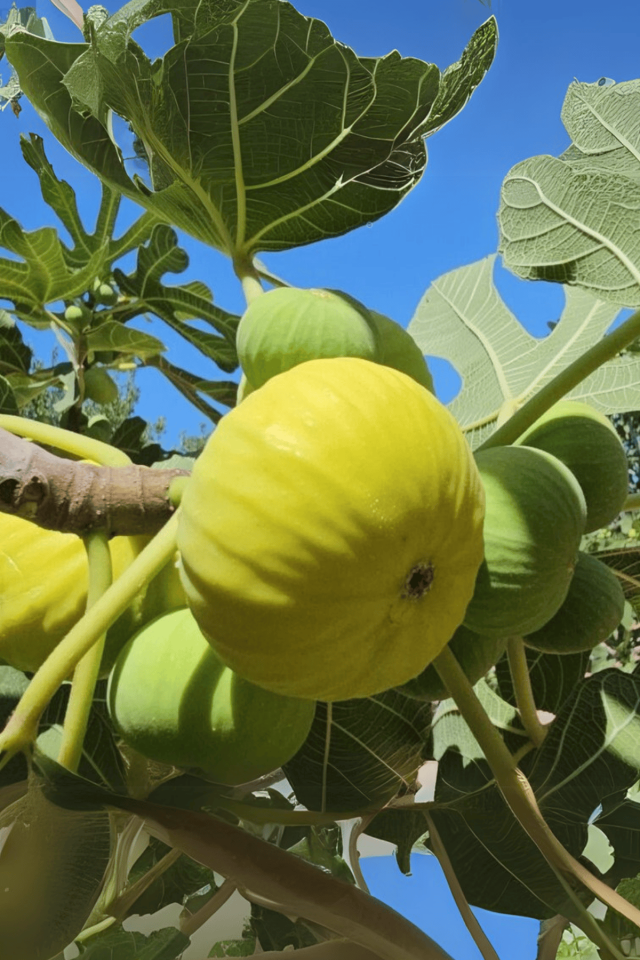 TÜPLÜ Bursa Sarı İncir Fidanı