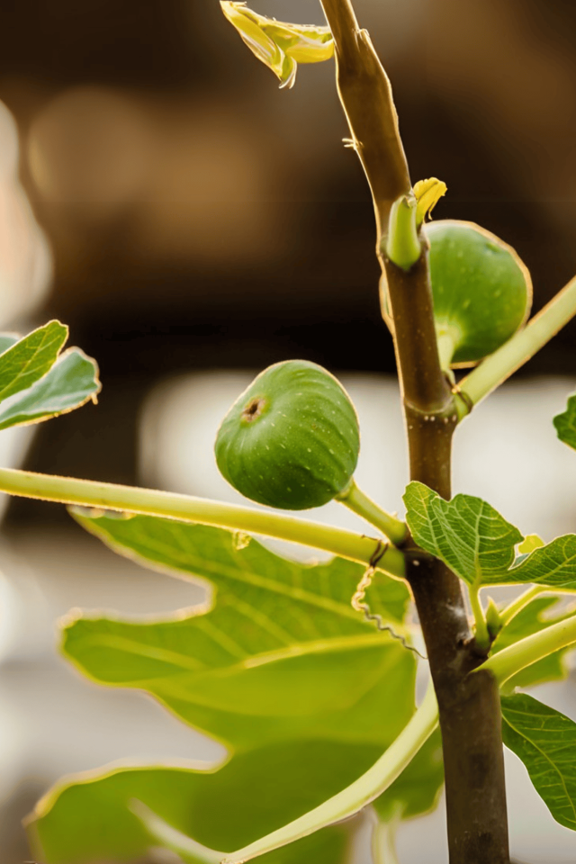 TÜPLÜ Bursa Sarı İncir Fidanı