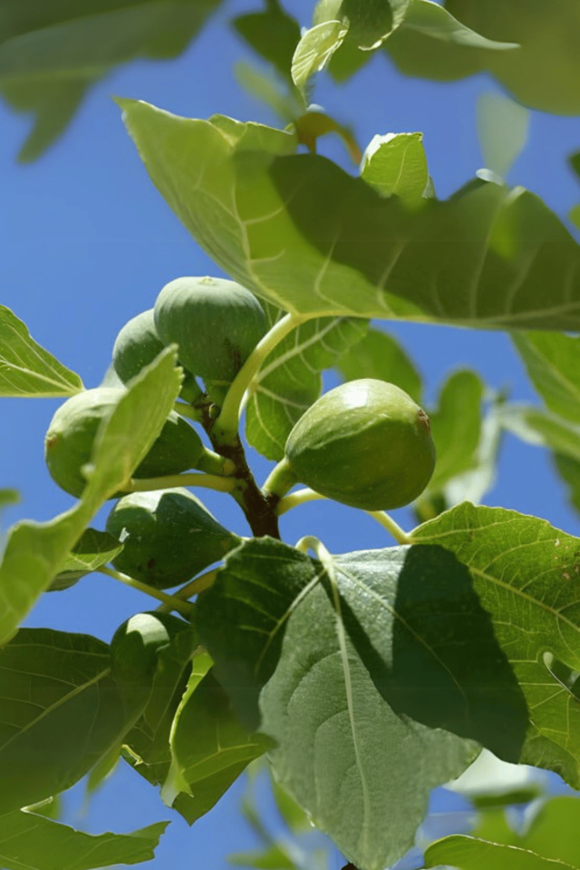 TÜPLÜ Bursa Sarı İncir Fidanı