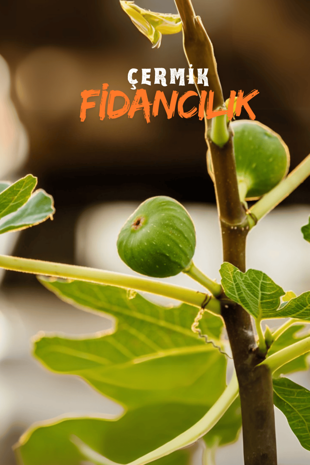 TÜPLÜ Bursa Sarı İncir Fidanı