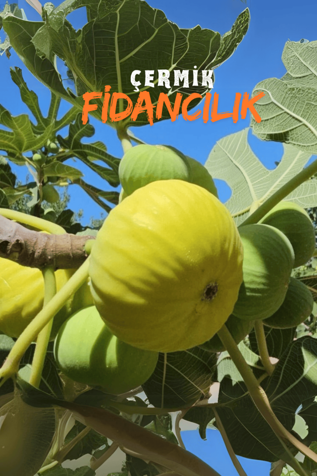 TÜPLÜ Bursa Sarı İncir Fidanı