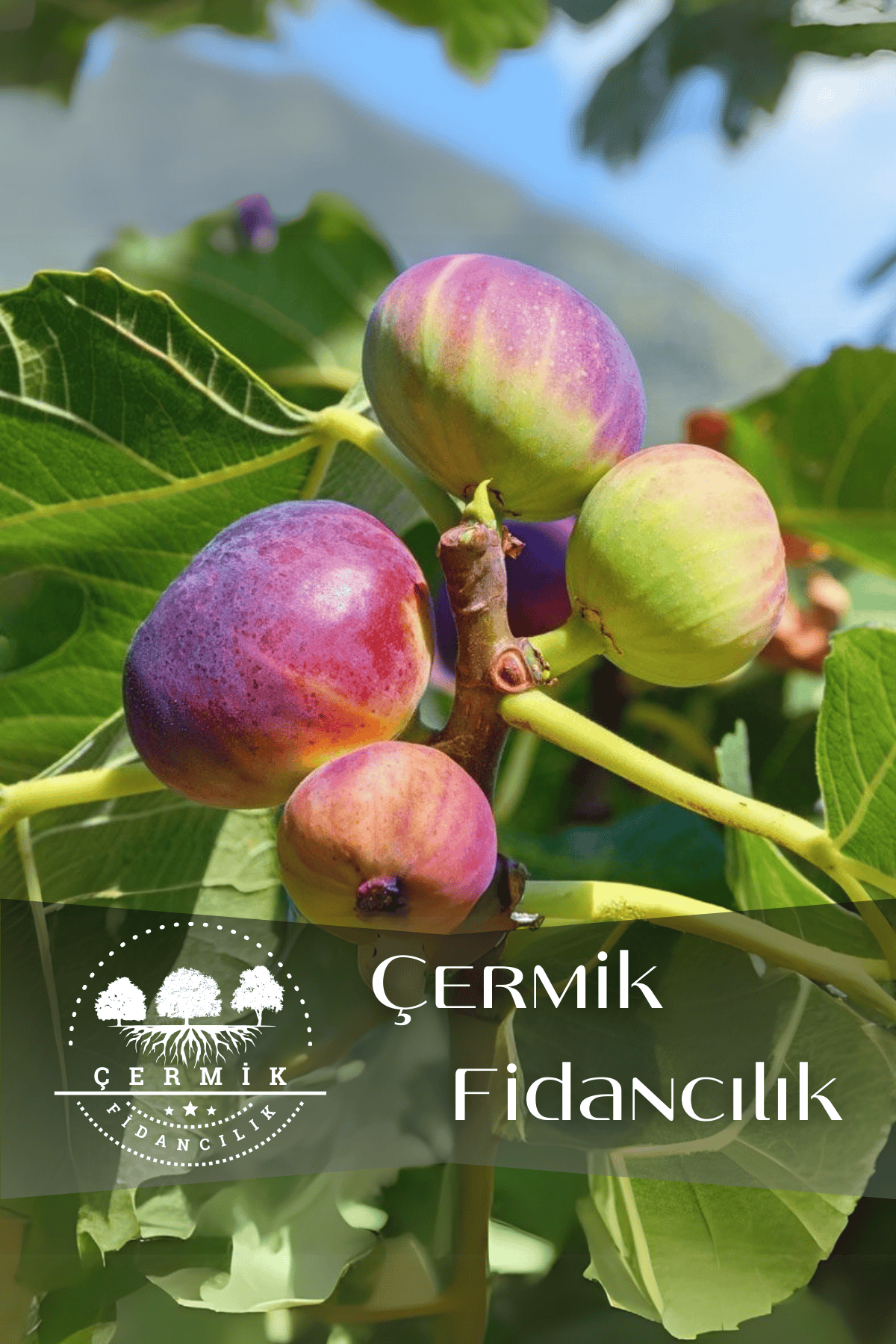 TÜPLÜ Bursa Siyah İncir Fidanı