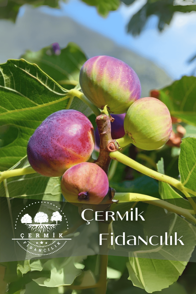 TÜPLÜ Bursa Siyah İncir Fidanı