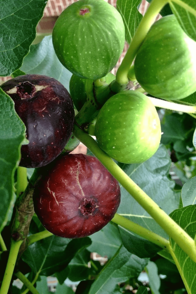 TÜPLÜ Bursa Siyah İncir Fidanı