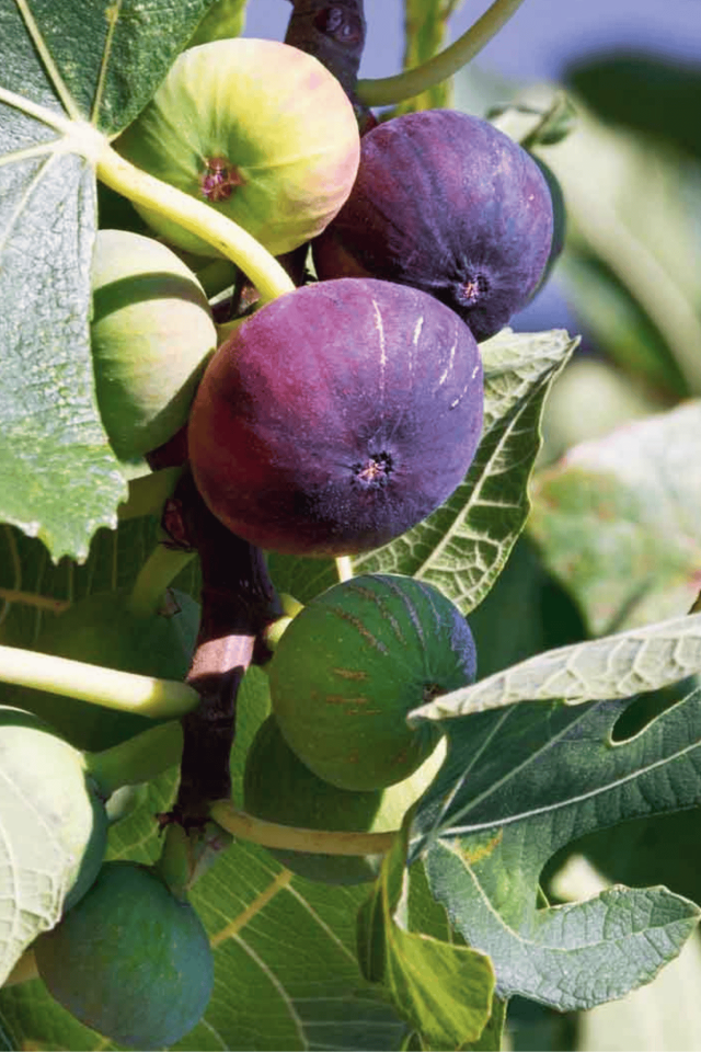 TÜPLÜ Bursa Siyah İncir Fidanı