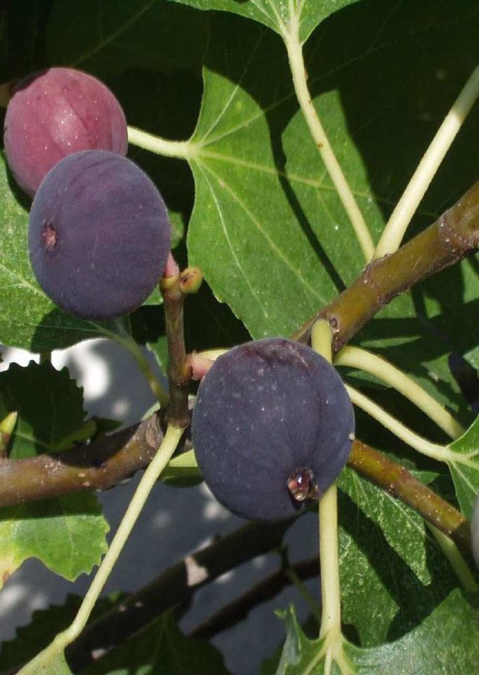 TÜPLÜ Bursa Siyah İncir Fidanı