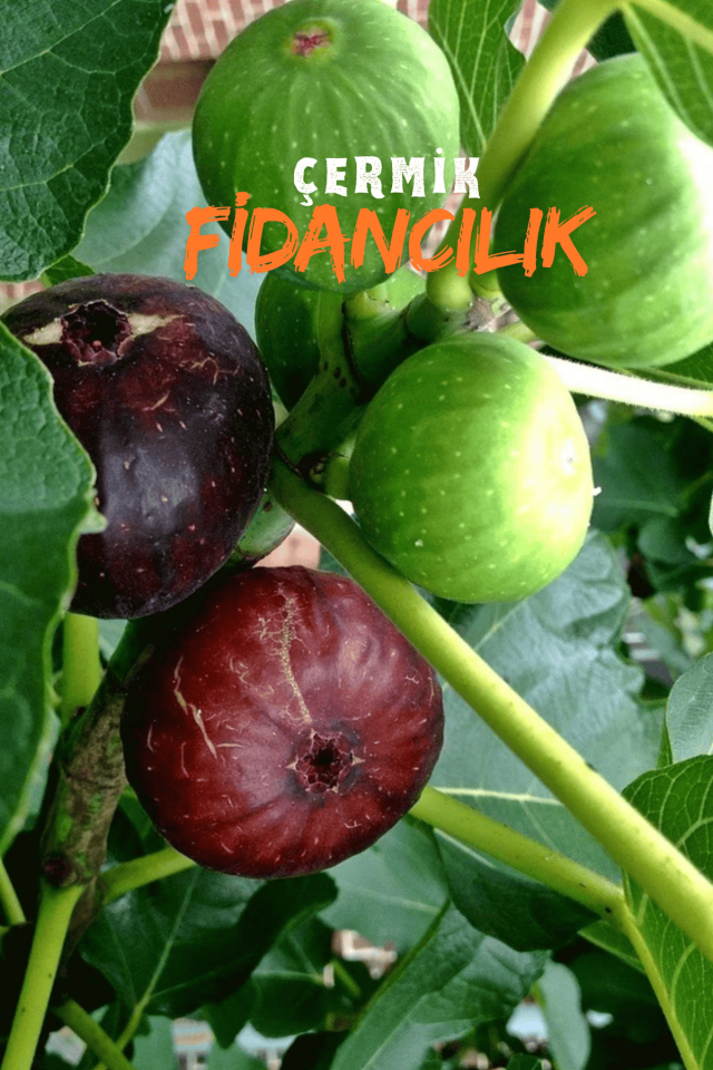 TÜPLÜ Bursa Siyah İncir Fidanı