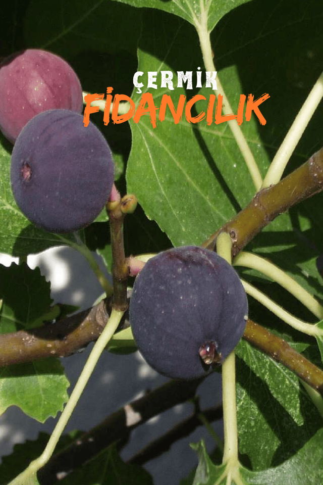 TÜPLÜ Bursa Siyah İncir Fidanı