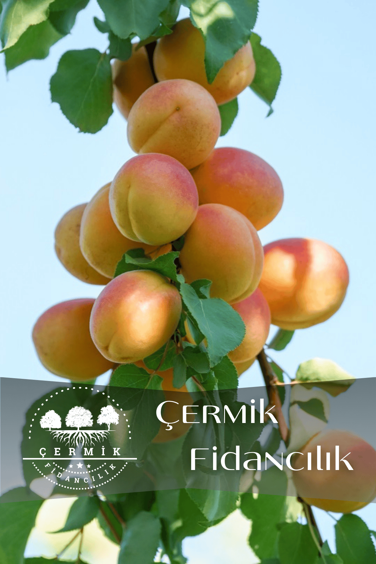 TÜPLÜ İri Malatya Kayısı Fidanı