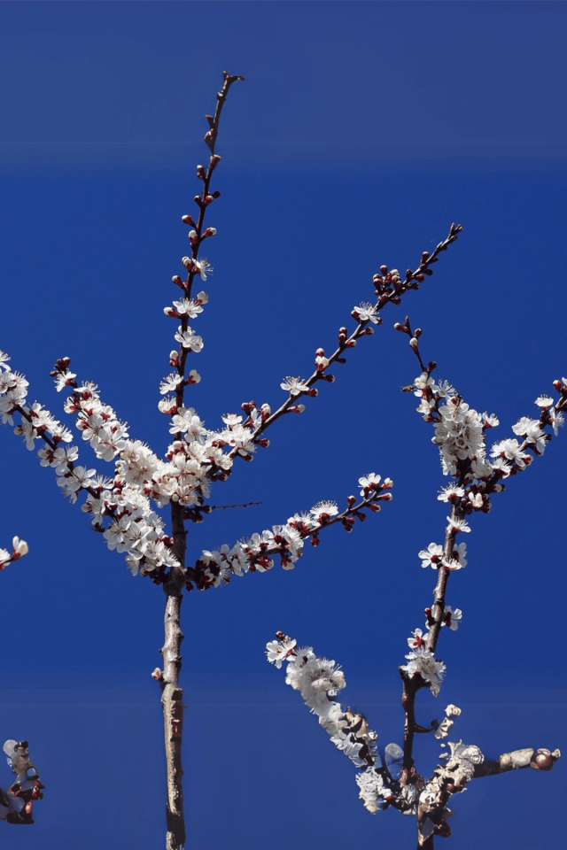 TÜPLÜ İri Malatya Kayısı Fidanı