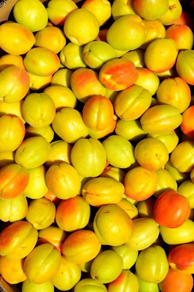 TÜPLÜ İri Malatya Kayısı Fidanı