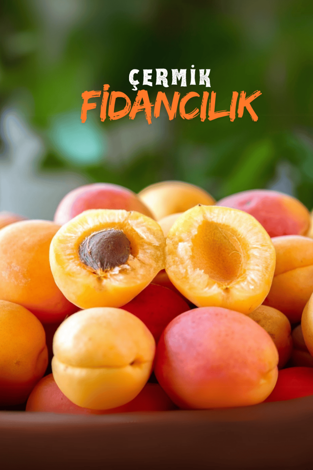 TÜPLÜ İri Malatya Kayısı Fidanı