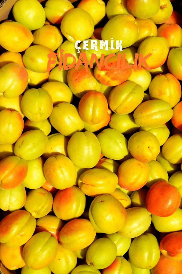 TÜPLÜ İri Malatya Kayısı Fidanı