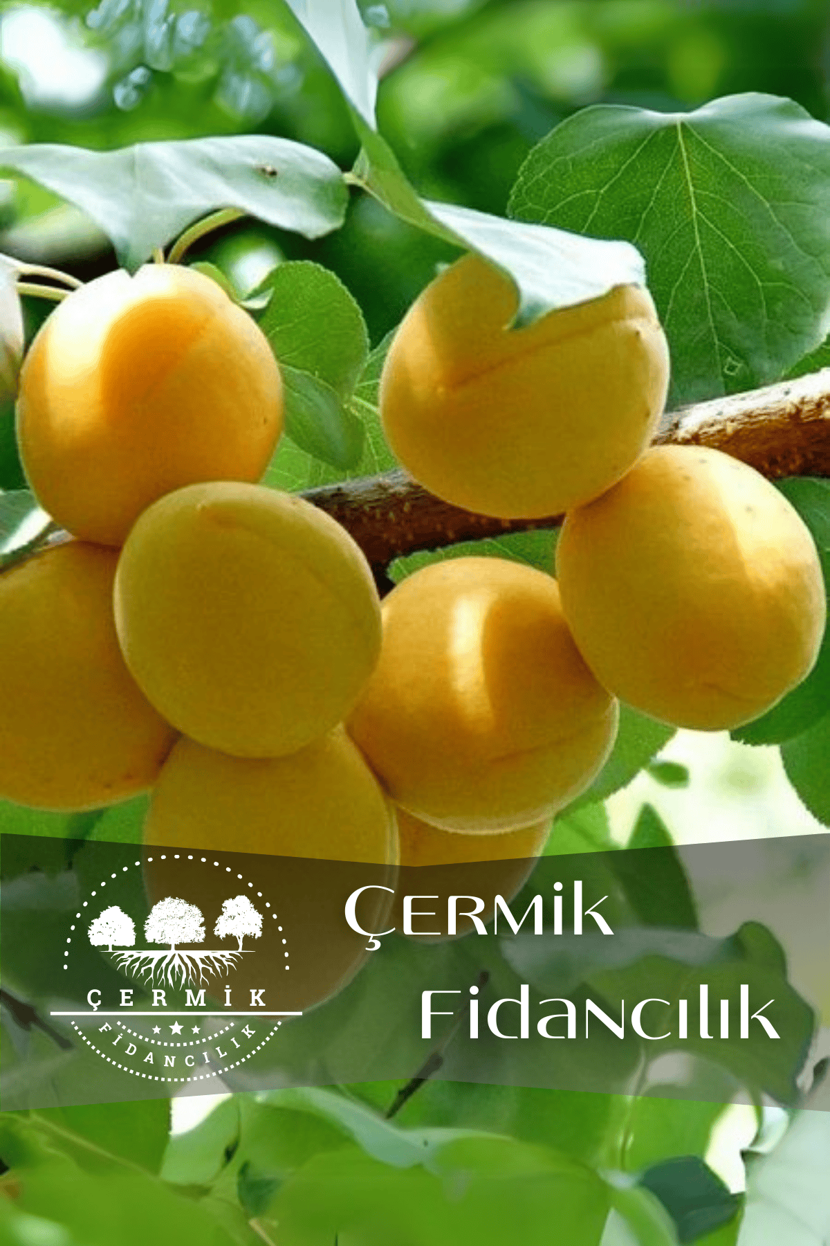 TÜPLÜ Iğdır Şalak Kayısı Fidanı